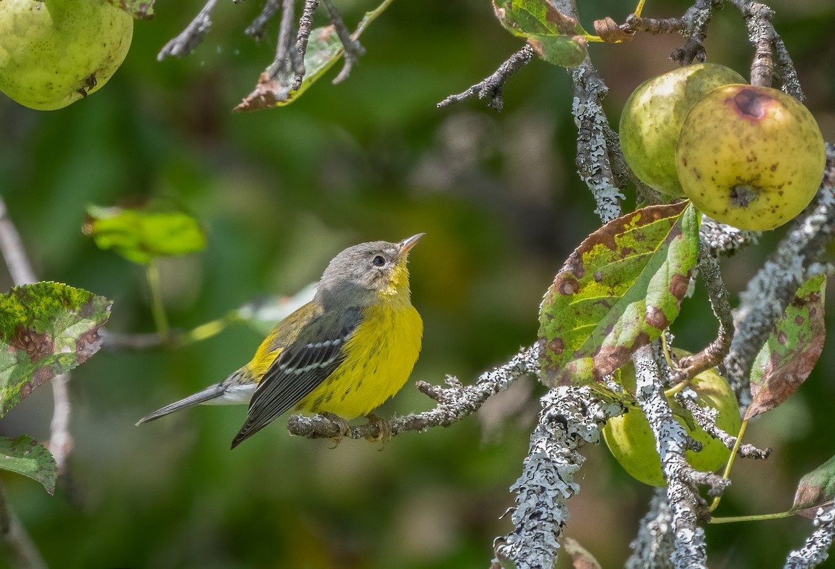 Magnolia Warbler - ML623781753