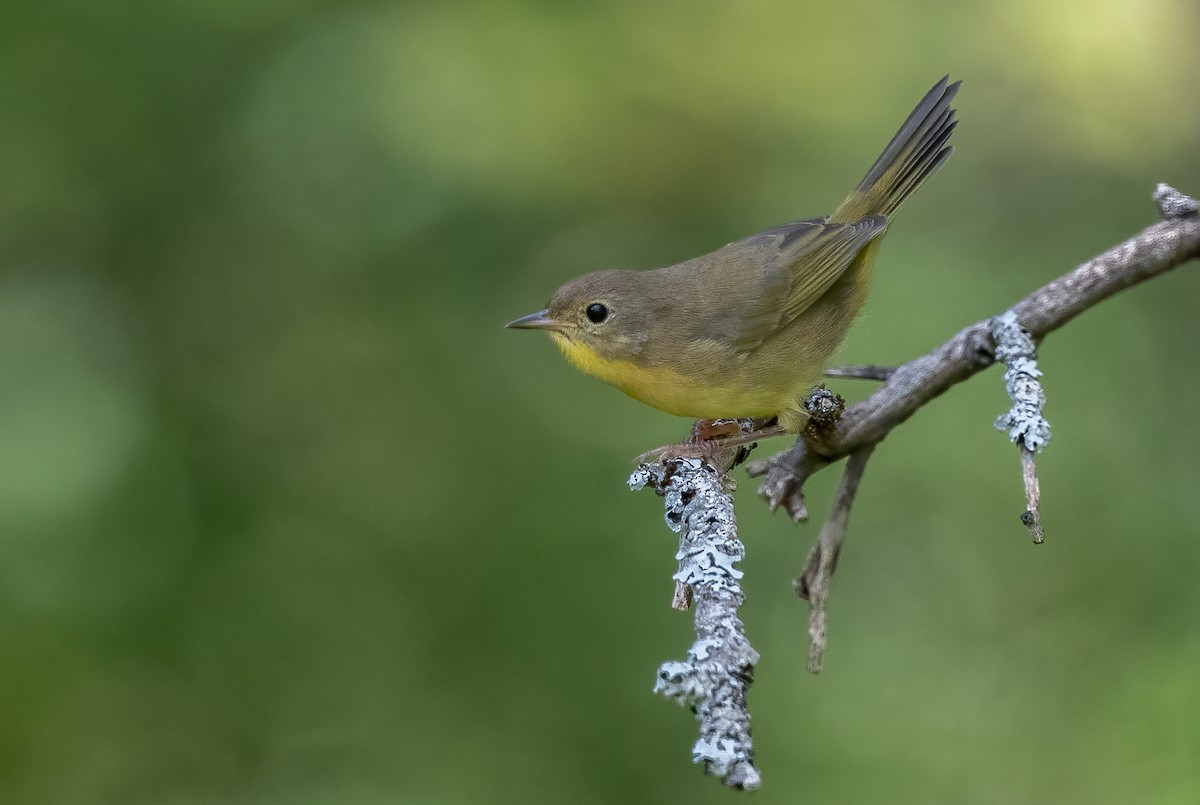 Common Yellowthroat - ML623781763