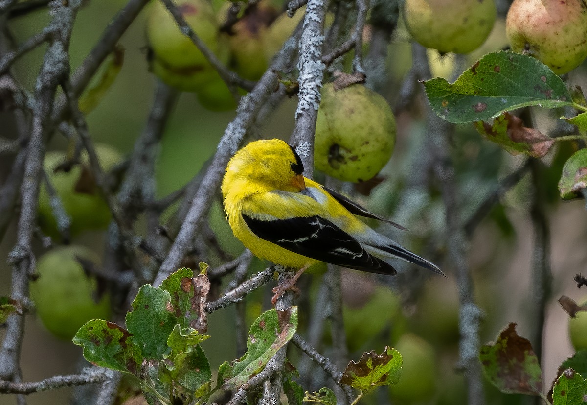 American Goldfinch - ML623781787