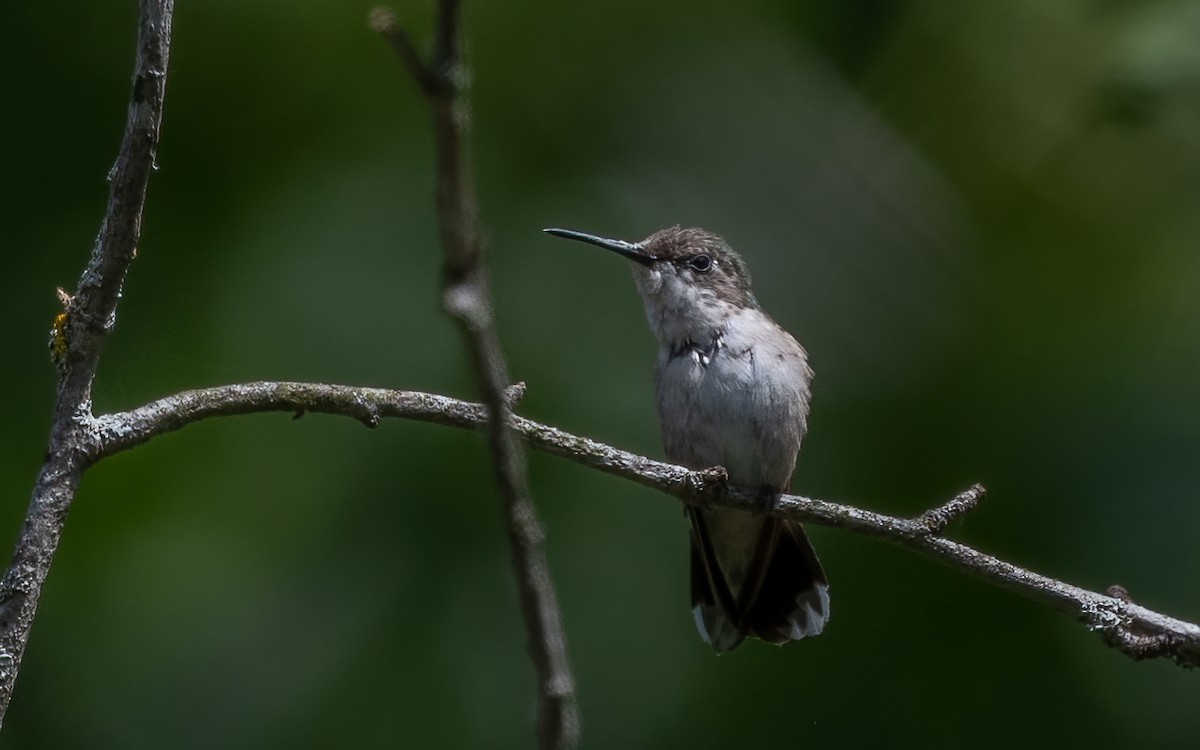 Ruby-throated Hummingbird - ML623781817