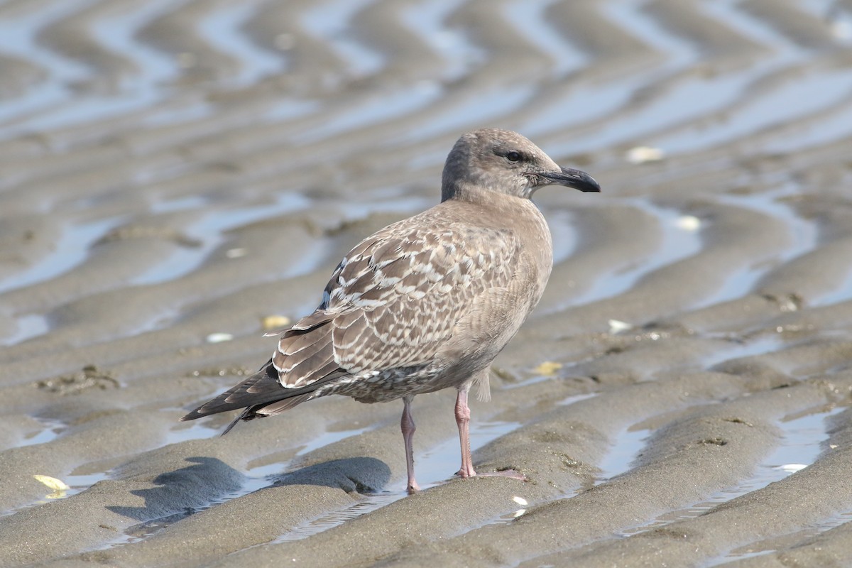 Herring Gull (American) - ML623781825