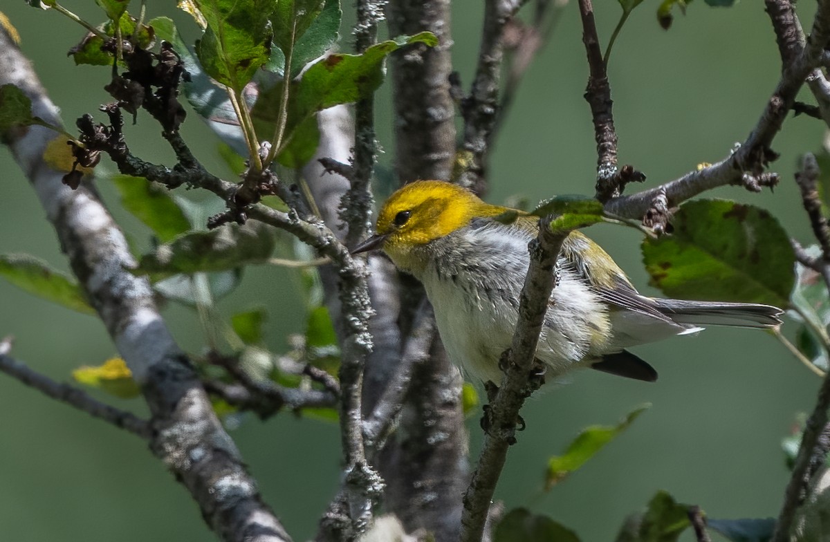 Black-throated Green Warbler - ML623781844