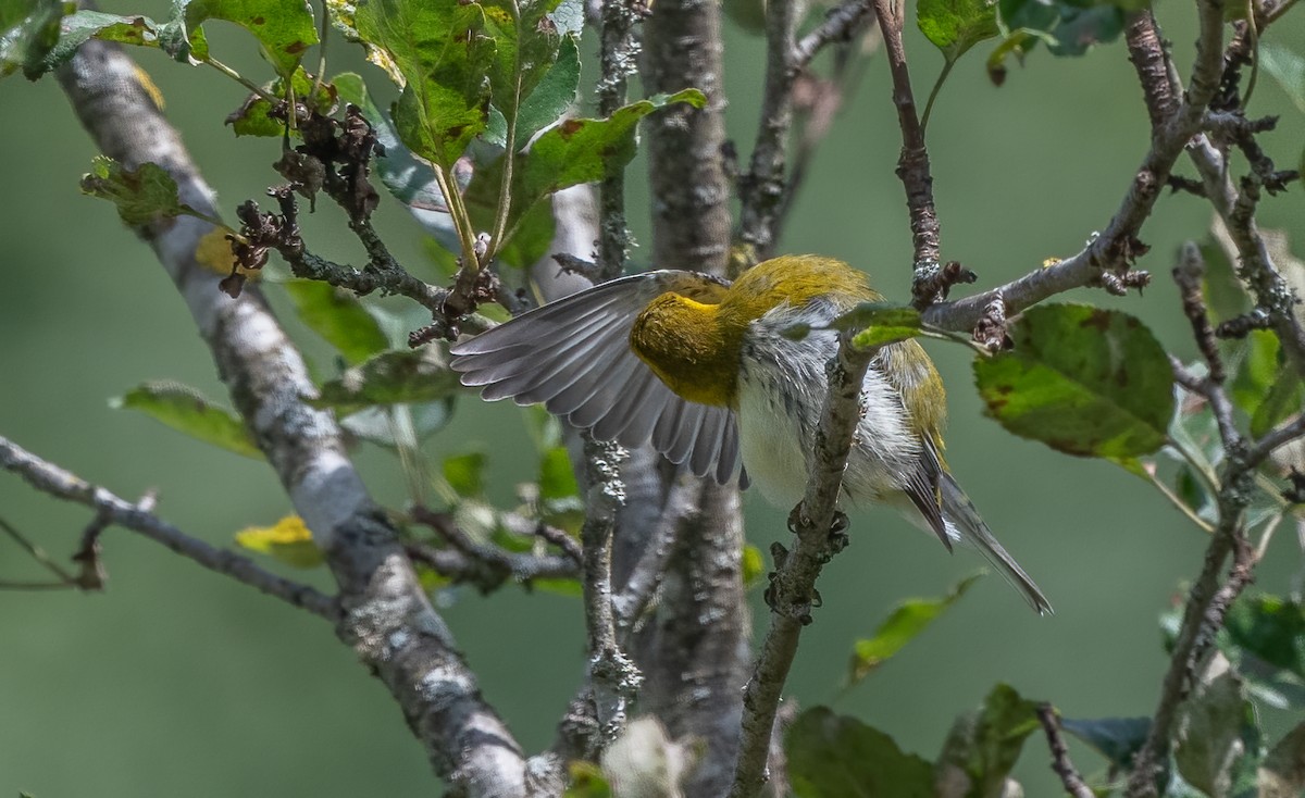 Black-throated Green Warbler - ML623781845