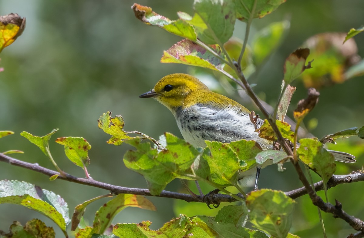 Black-throated Green Warbler - Sandy Podulka