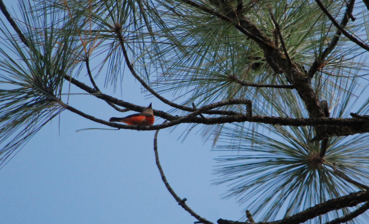 Vermilion Flycatcher - ML623781849