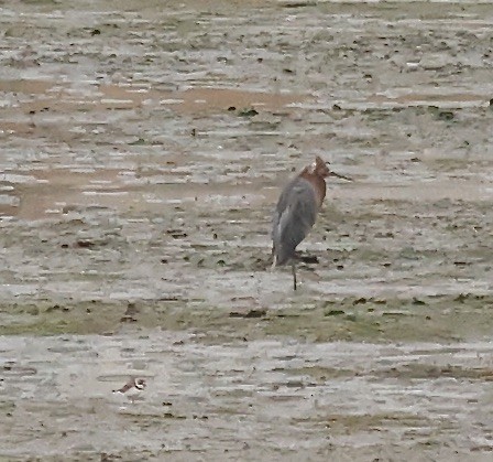 Reddish Egret - ML623781850