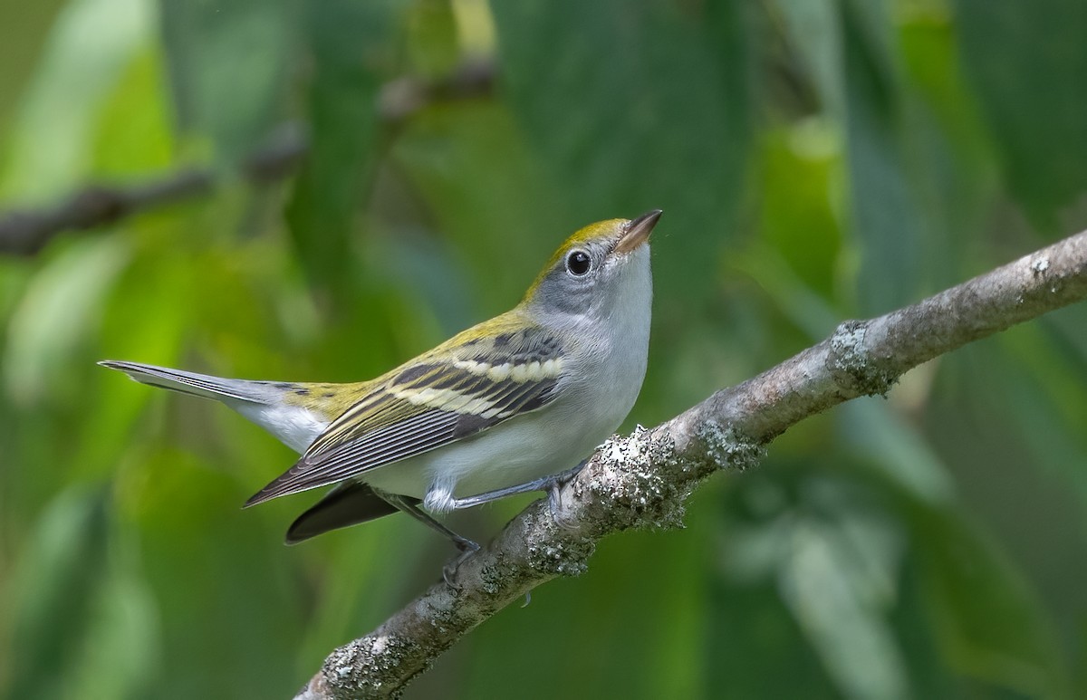 Chestnut-sided Warbler - ML623781857