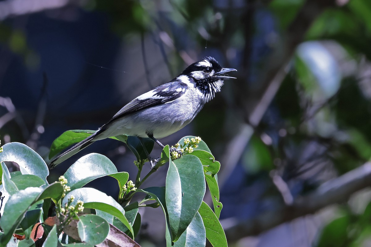 White-eared Monarch - ML623781876