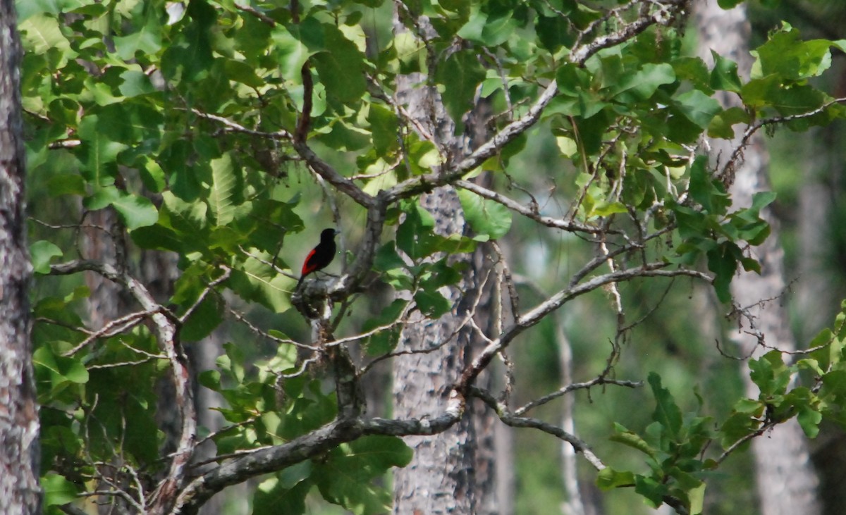 Scarlet-rumped Tanager - ML623781895