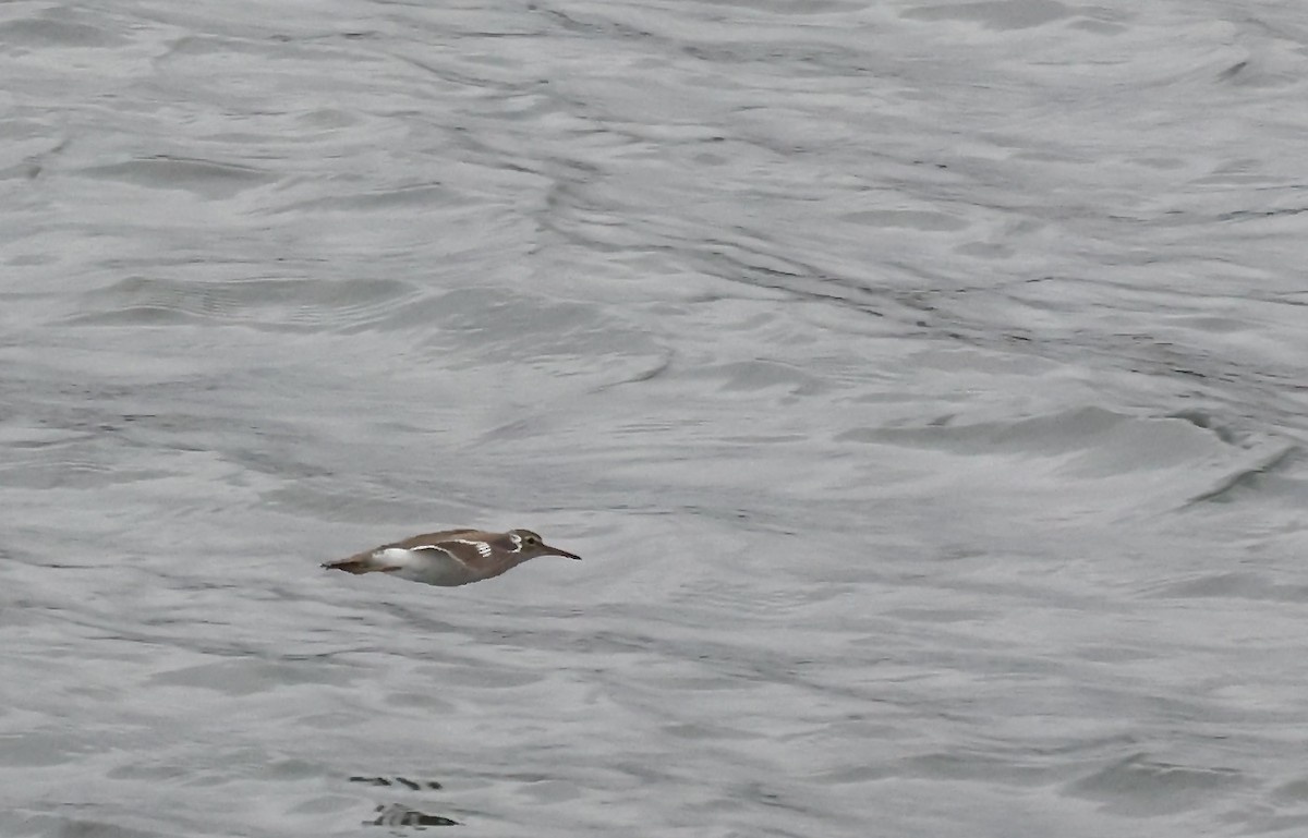 Spotted Sandpiper - ML623781922