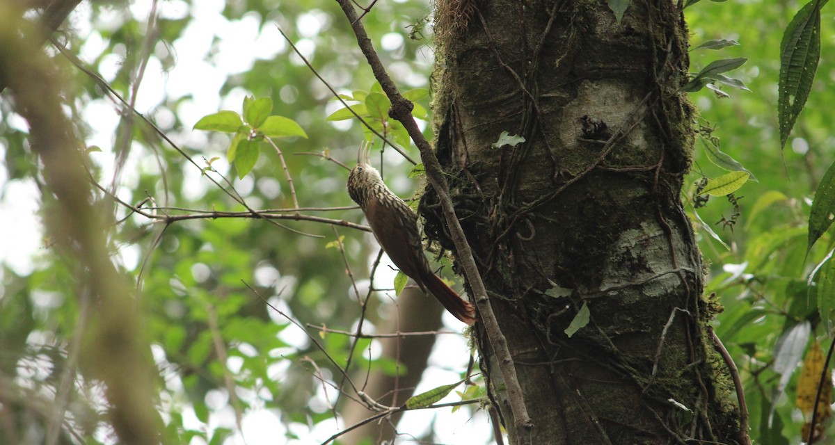 Lesser Woodcreeper - ML623781946