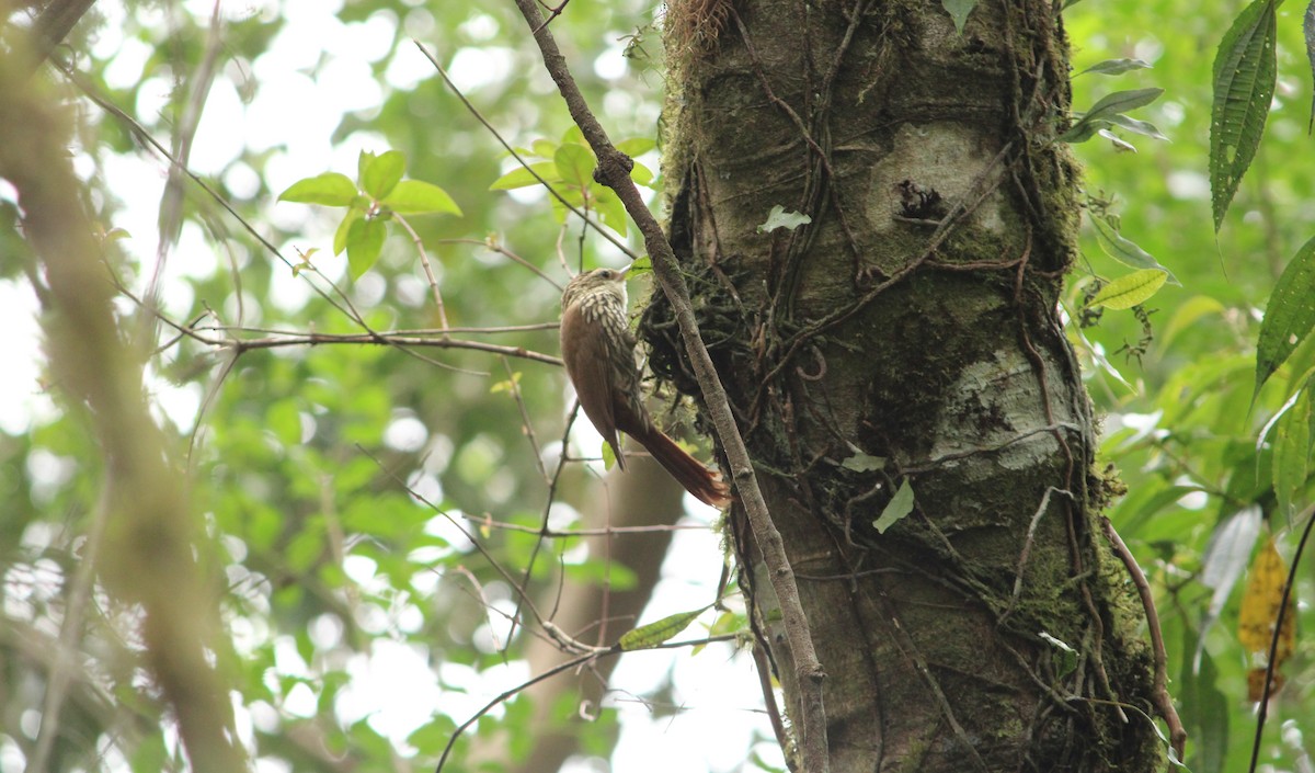 Lesser Woodcreeper - ML623781947