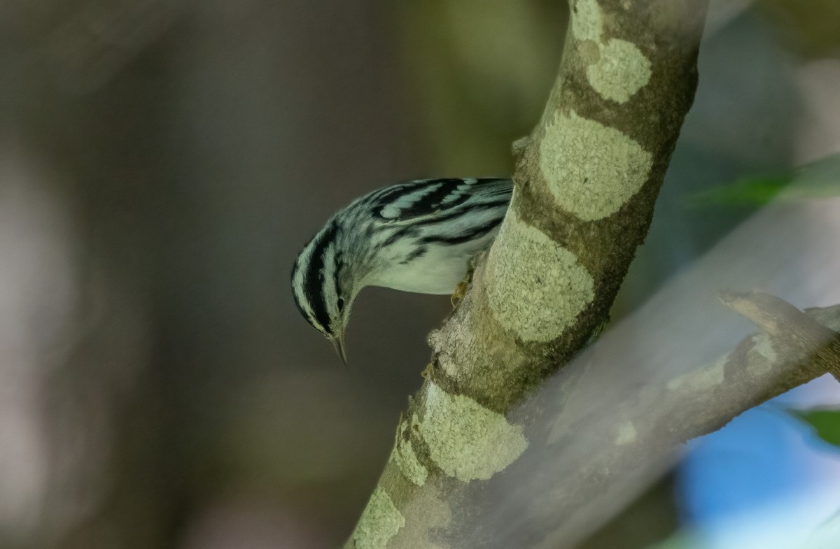 Black-and-white Warbler - ML623781955