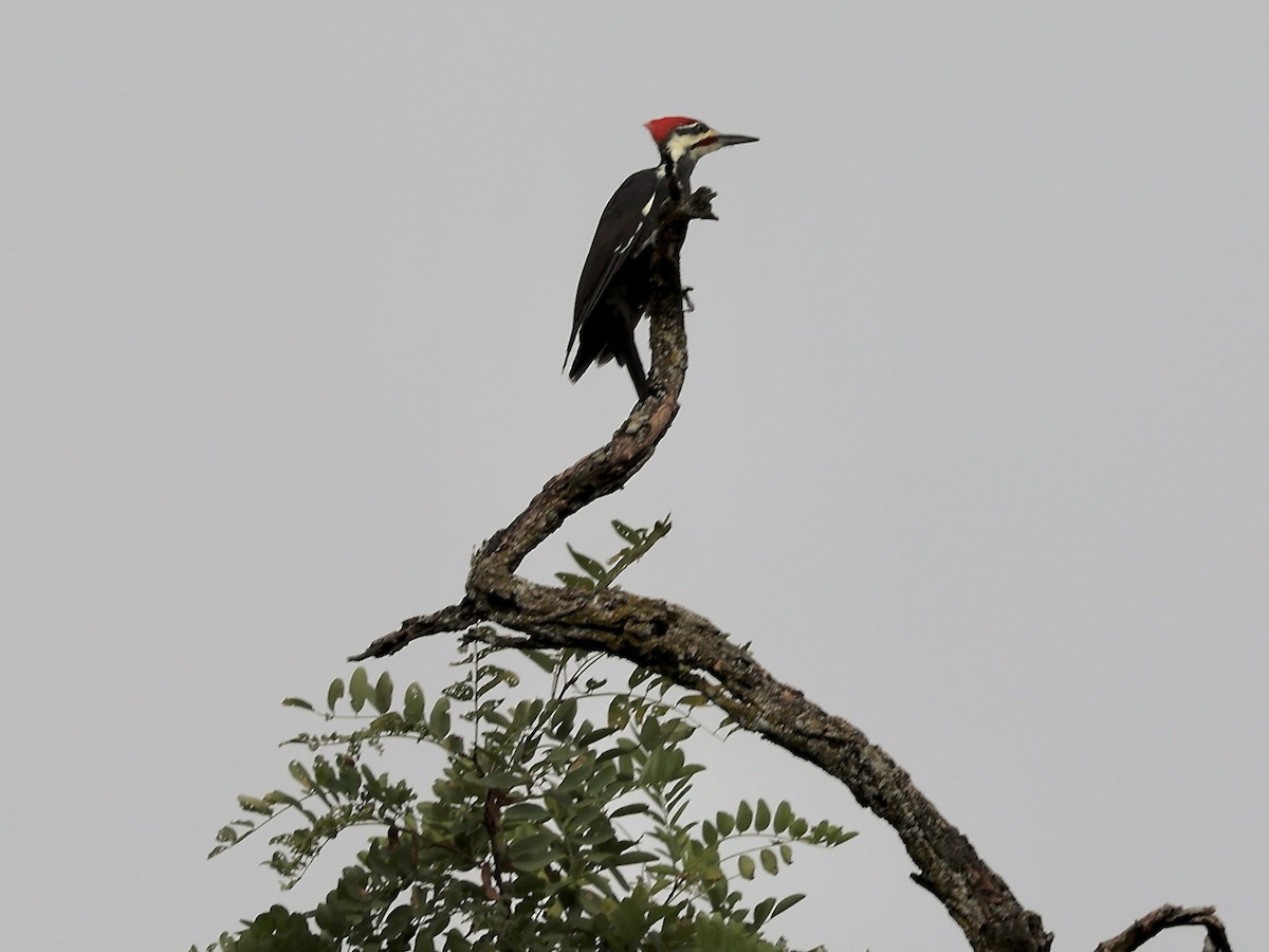 Pileated Woodpecker - ML623781956