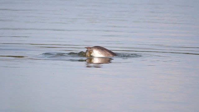 Great Crested Grebe - ML623781979