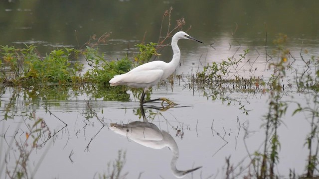 Little Egret - ML623781983