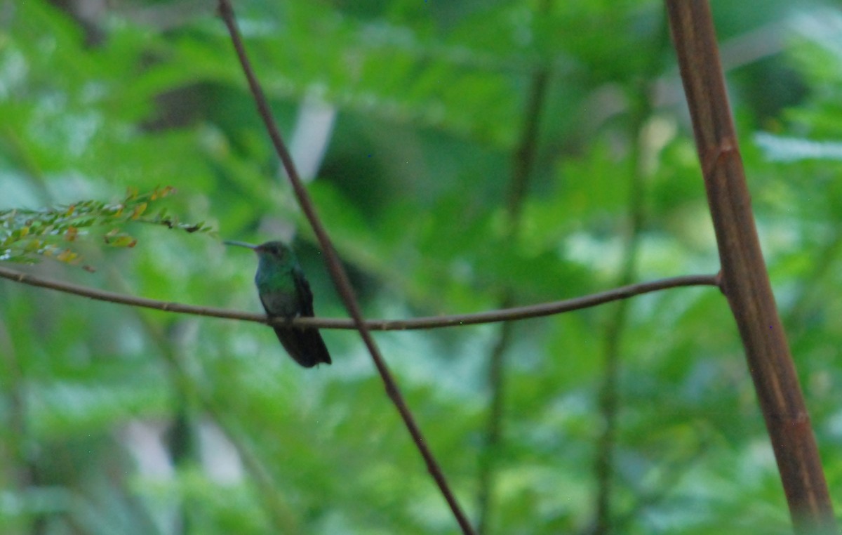 Rufous-tailed Hummingbird - ML623781984