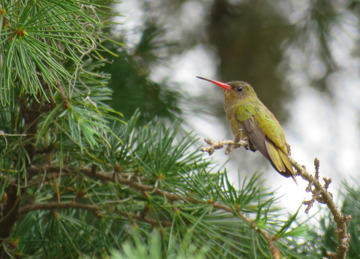 Gilded Hummingbird - ML623782001