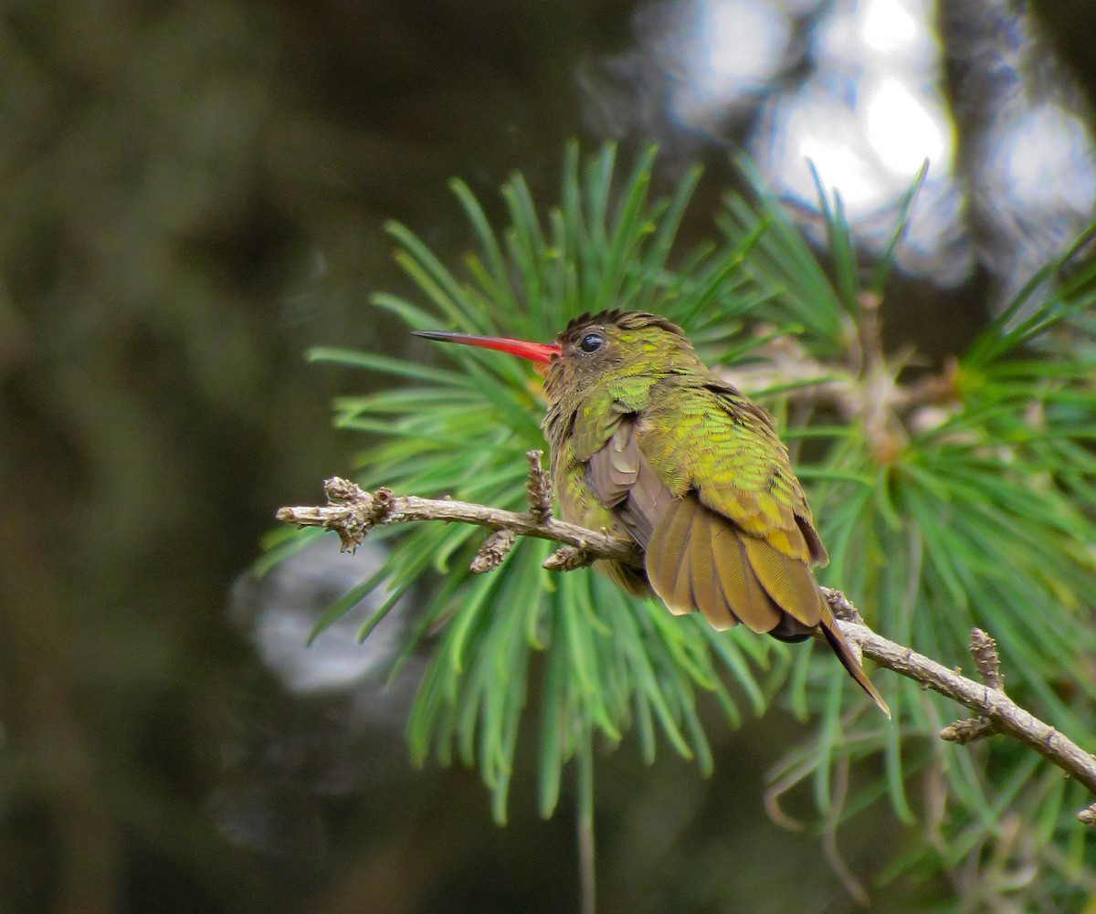 Gilded Hummingbird - ML623782002