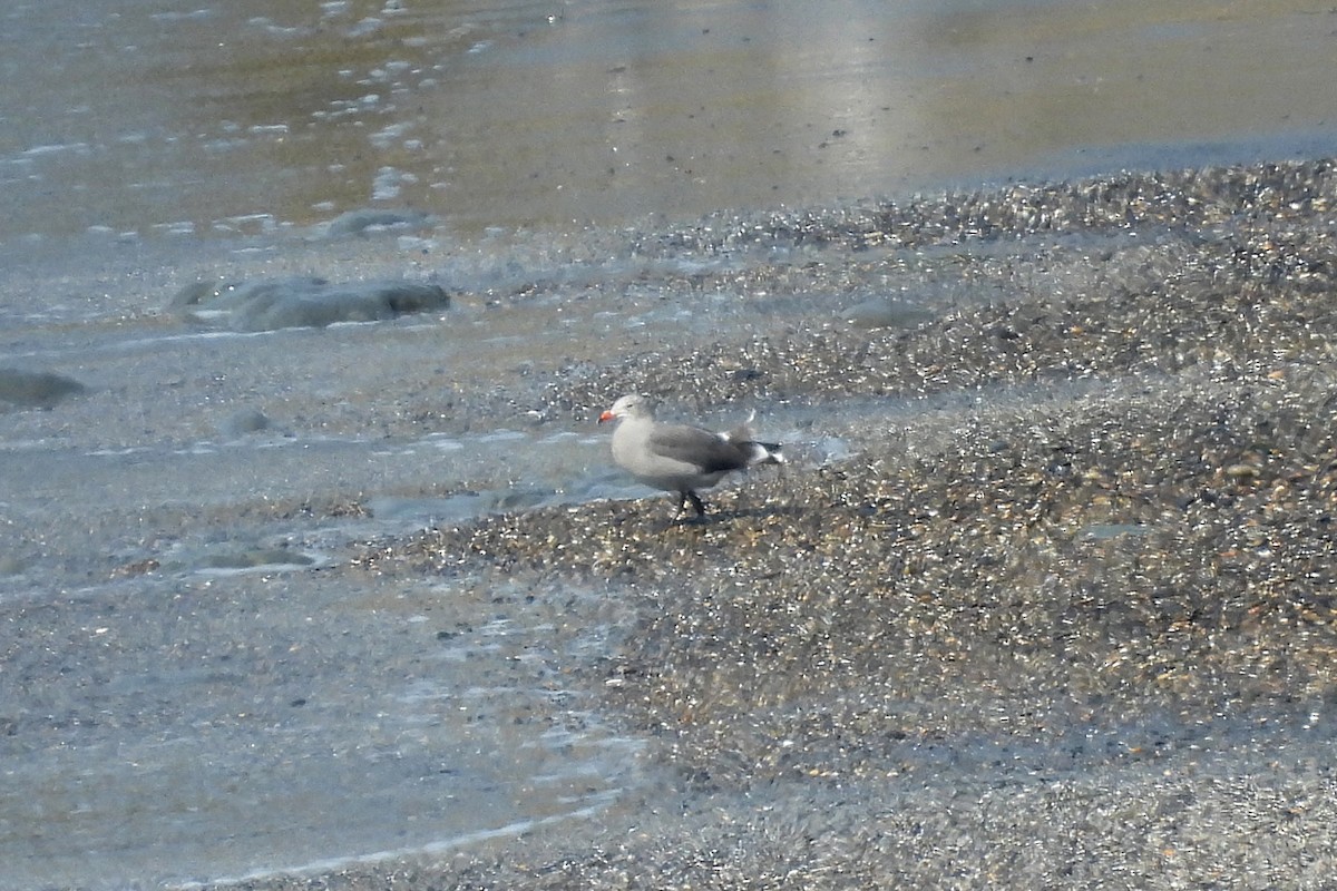 Heermann's Gull - ML623782008