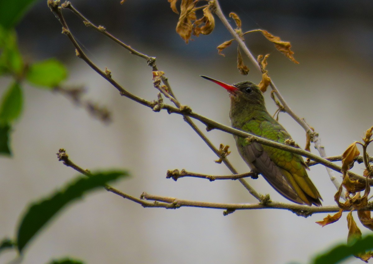 Gilded Hummingbird - ML623782013