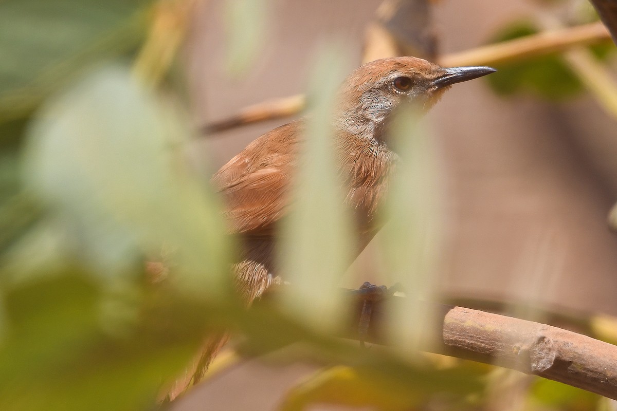 Yellow-chinned Spinetail - ML623782014