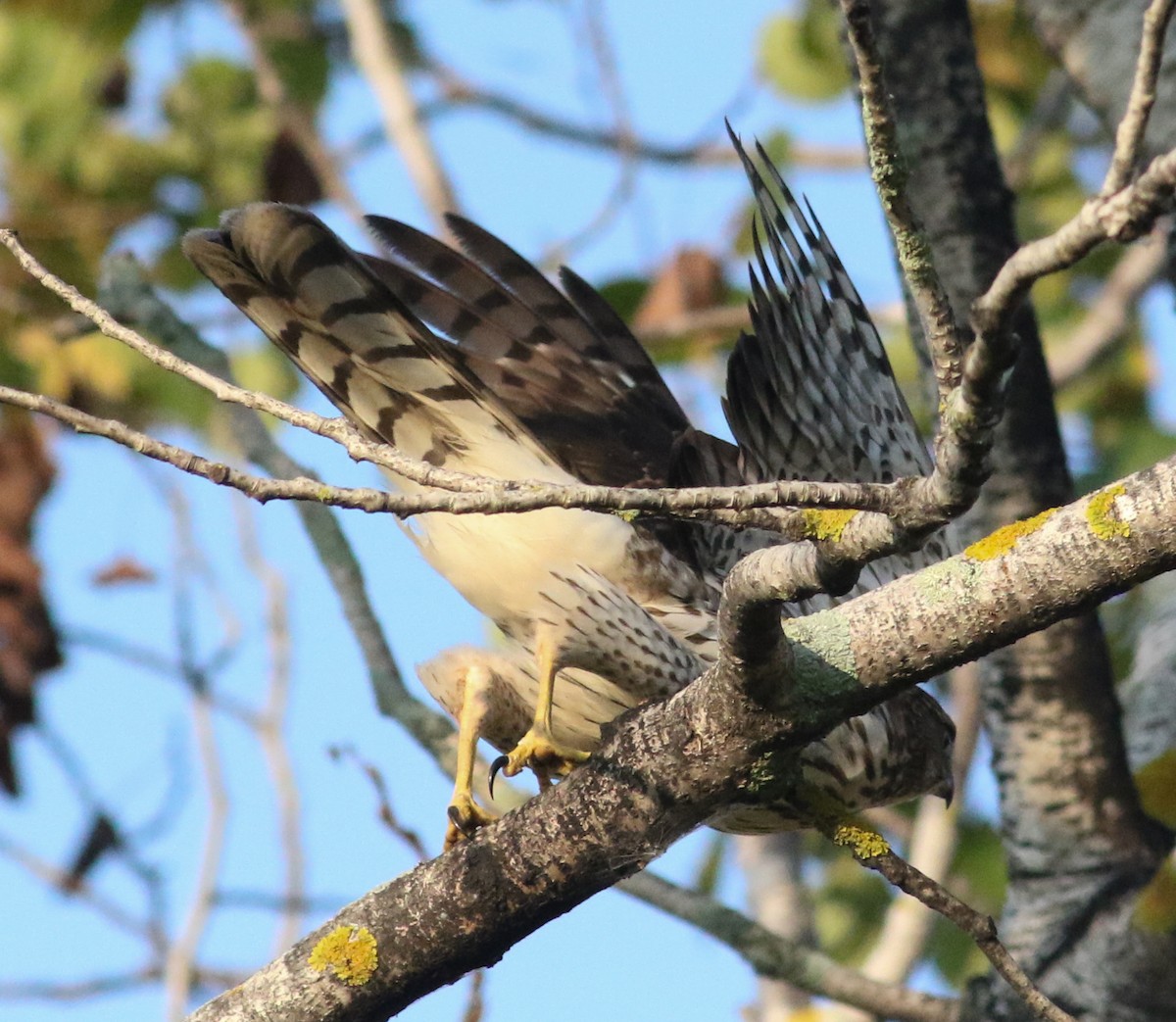 Cooper's Hawk - ML623782017