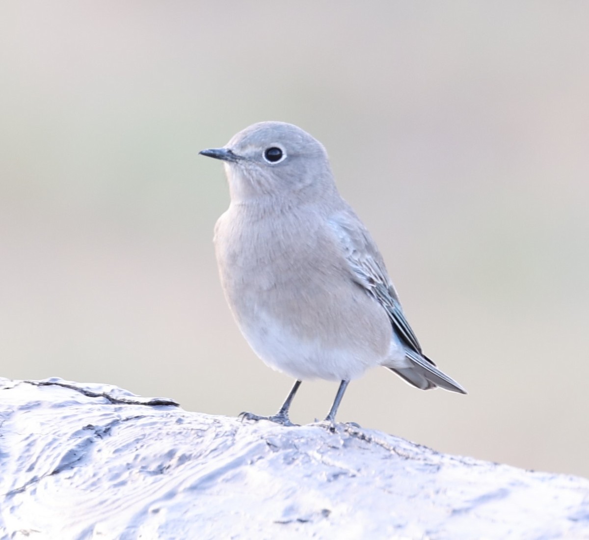 Mountain Bluebird - ML623782021