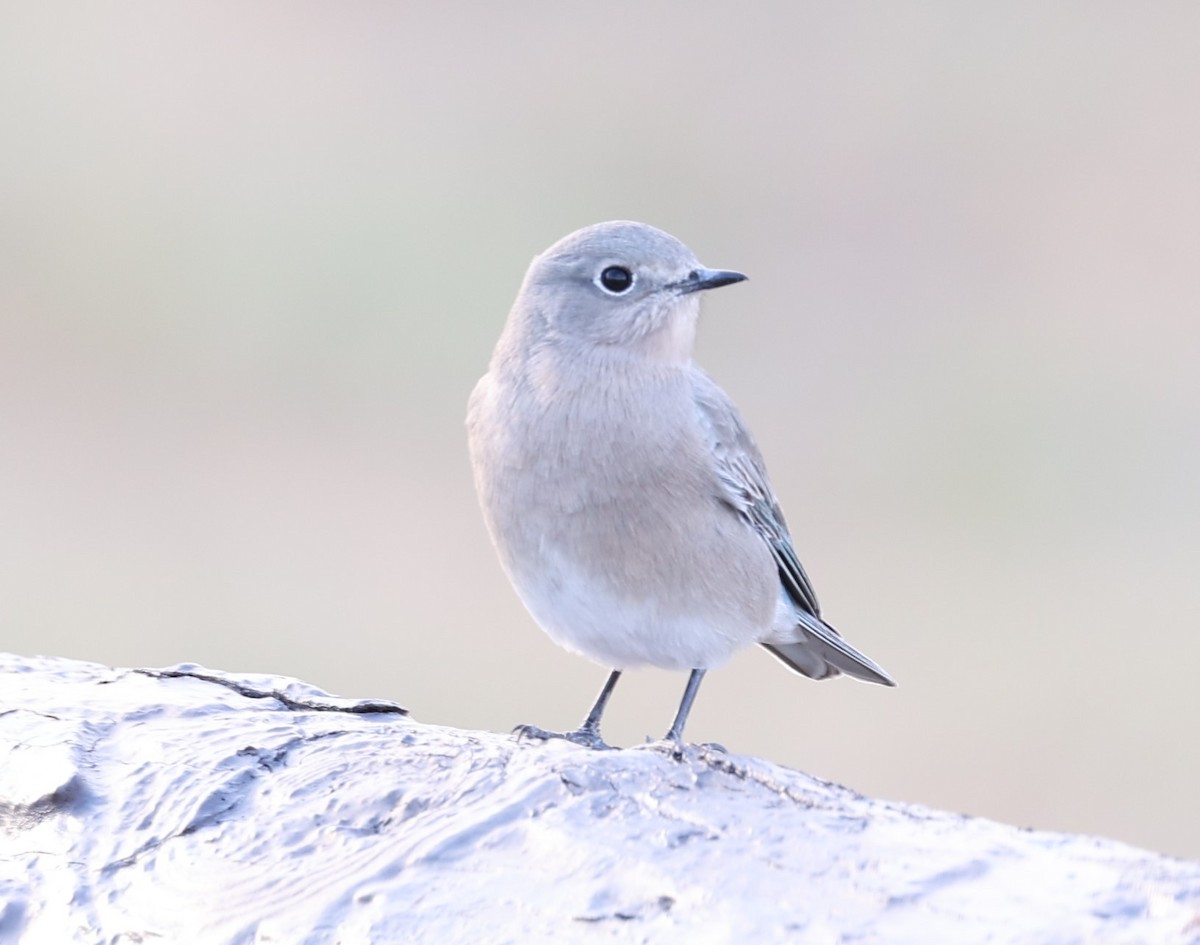 Mountain Bluebird - David Cunningham