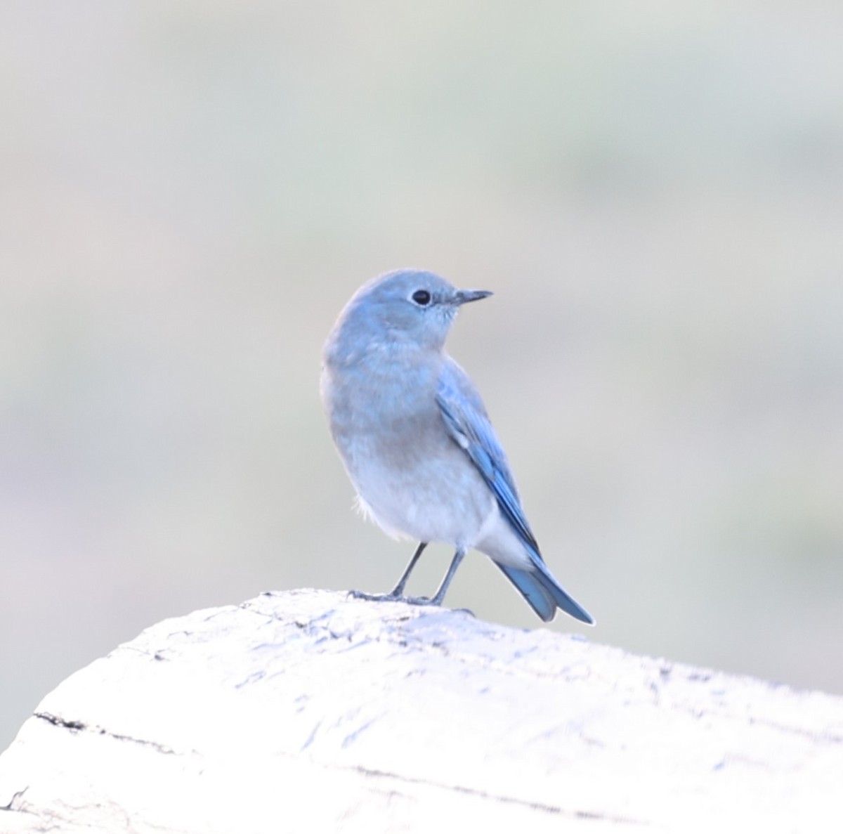 Mountain Bluebird - ML623782024