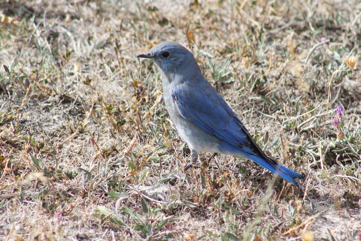 Mountain Bluebird - Greg Laverty