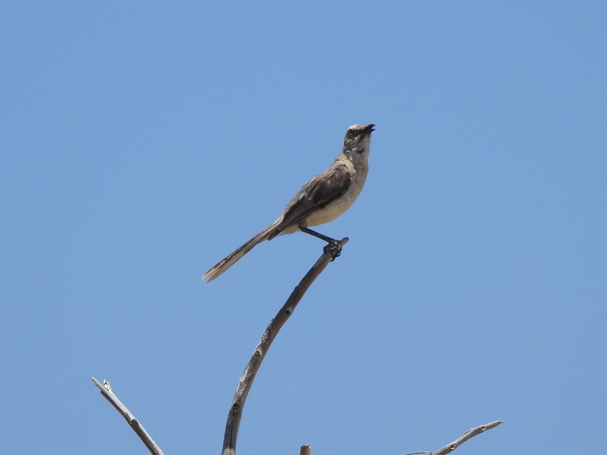 Tropical Mockingbird - ML623782048