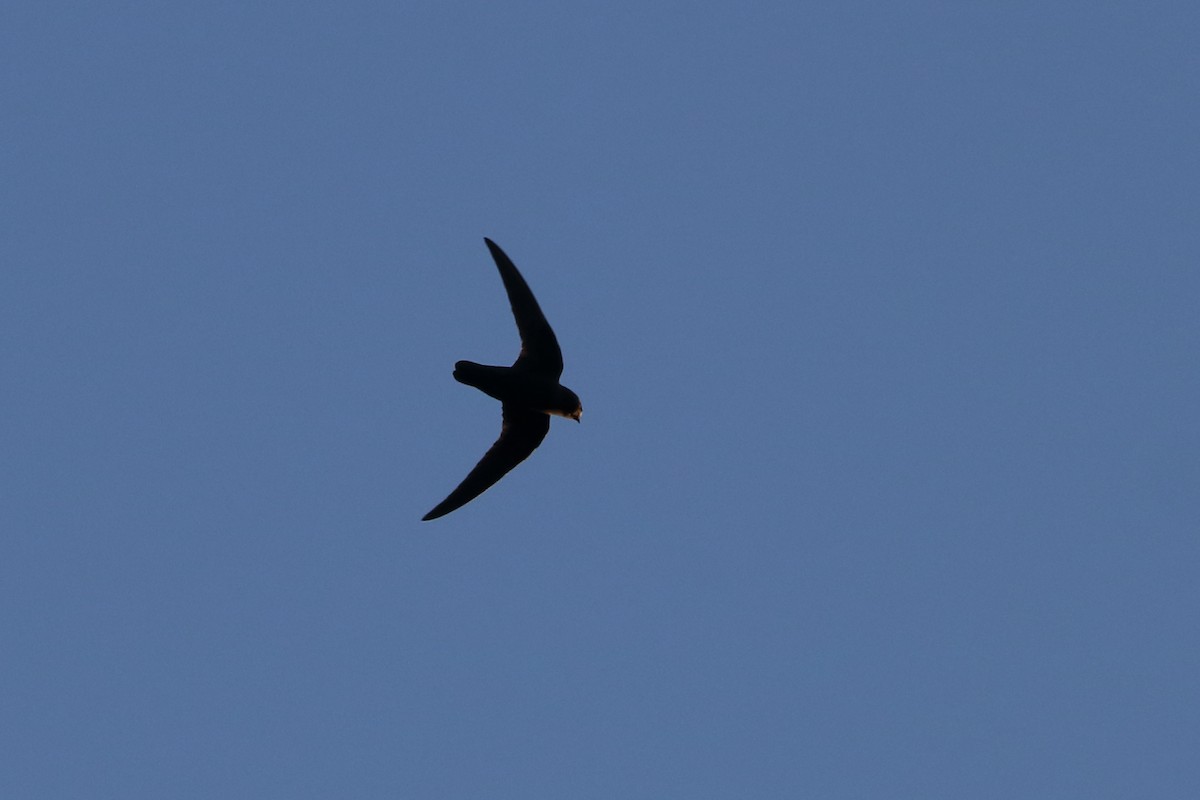 Black Swift - ML623782051