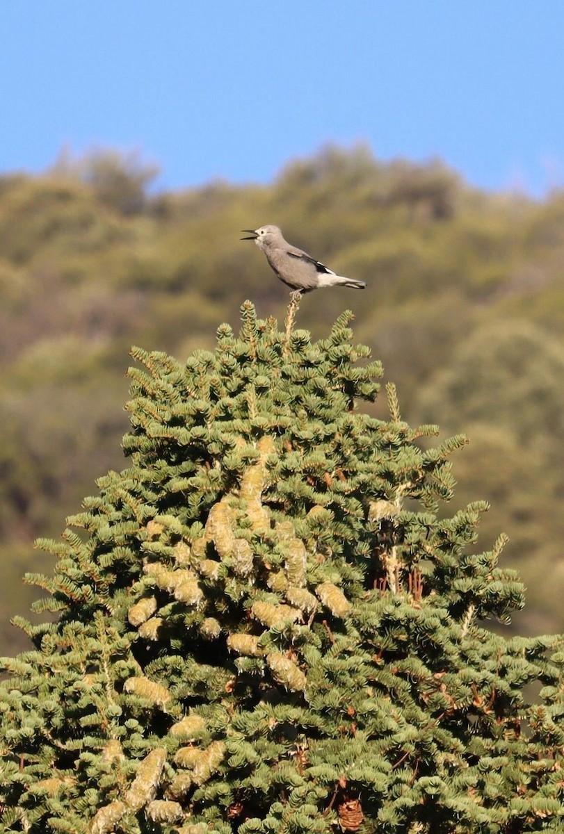 Clark's Nutcracker - Pete Shen