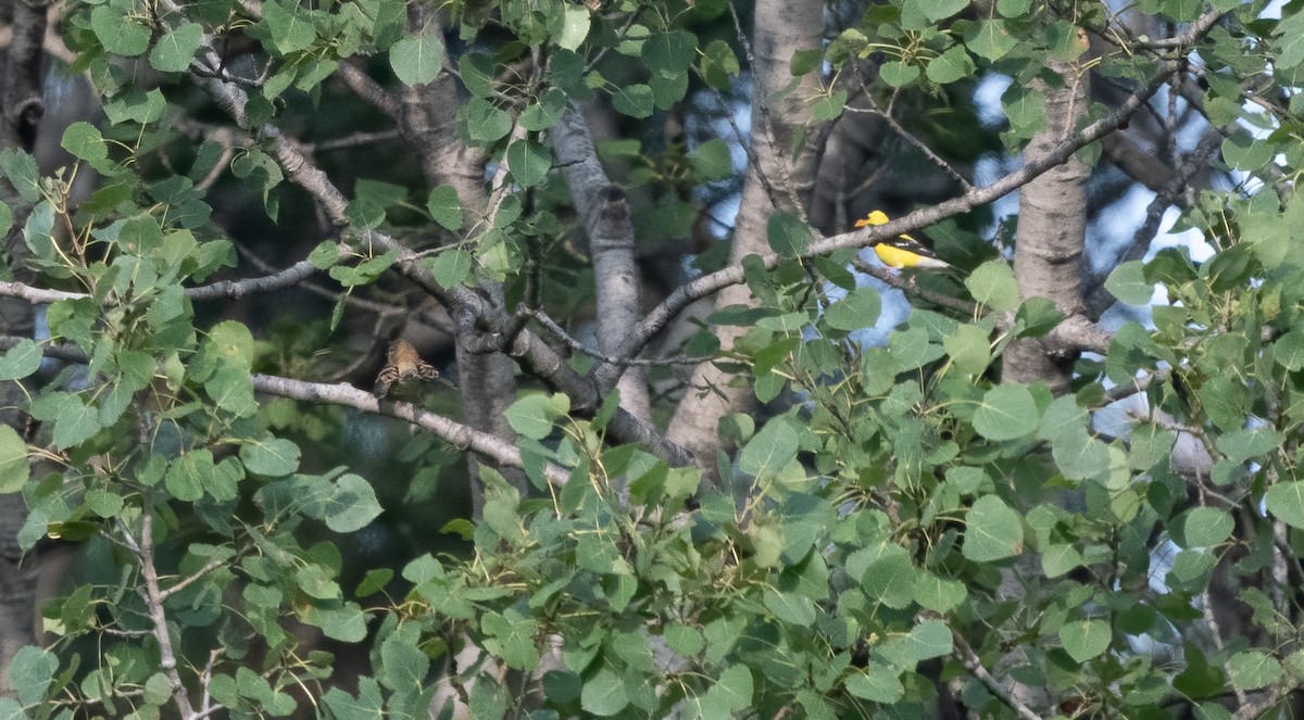 American Goldfinch - Sandy Podulka