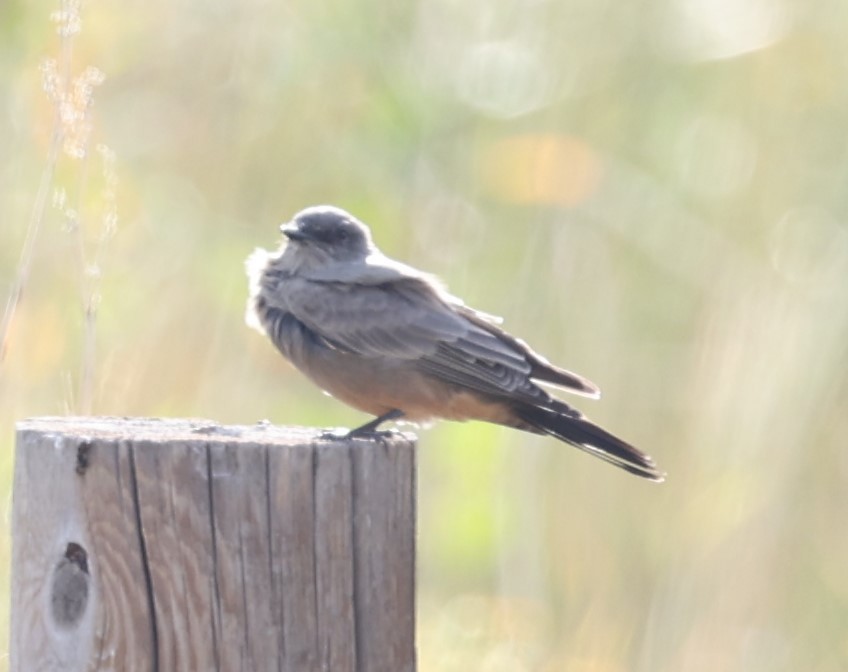 Say's Phoebe - David Cunningham