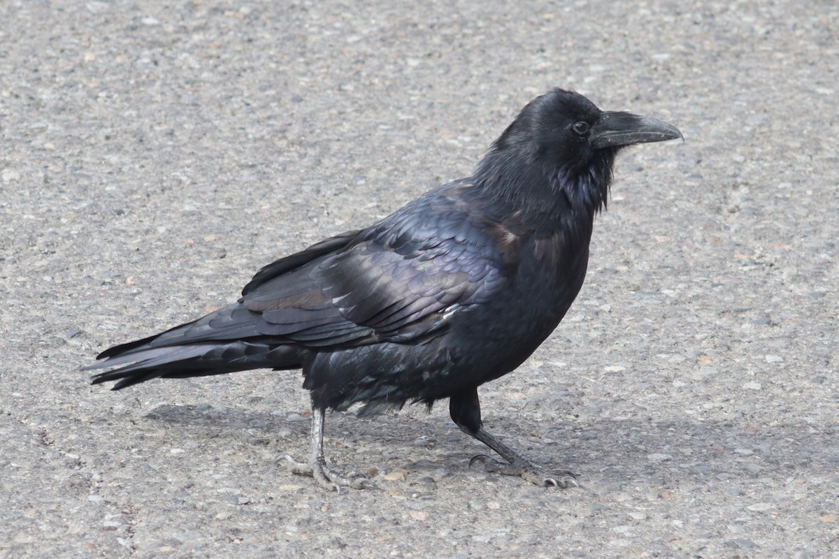 Common Raven - ML623782076