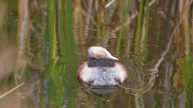 Little Grebe - ML623782080