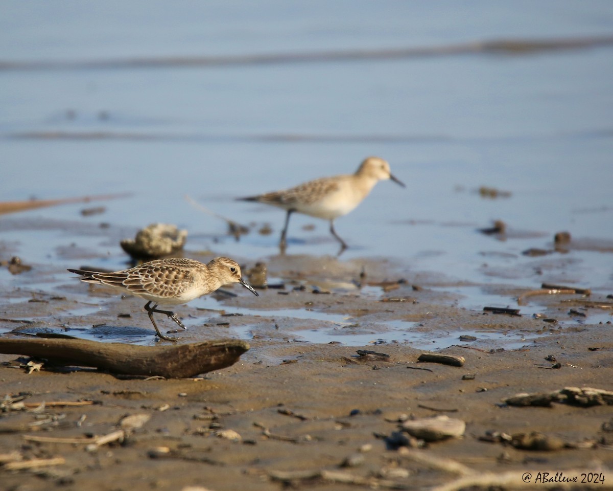 Baird's Sandpiper - ML623782083