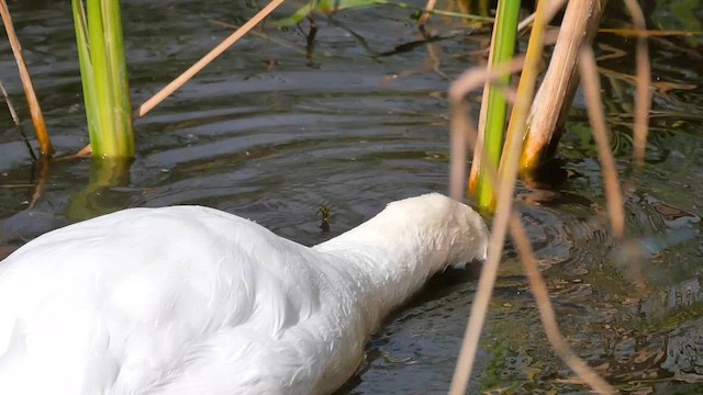 Mute Swan - ML623782084