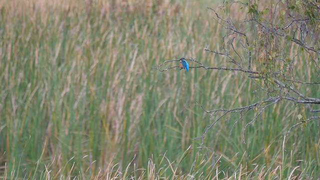 Common Kingfisher - ML623782085