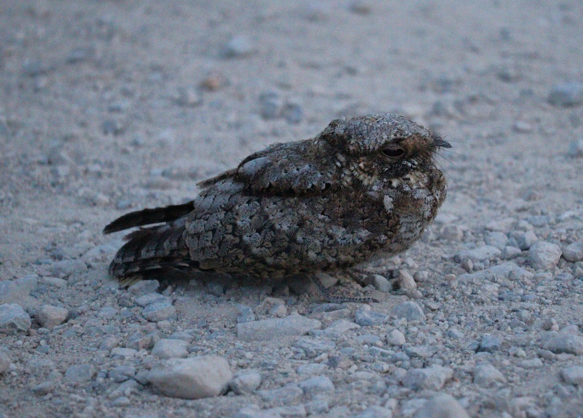 Common Poorwill - ML623782086