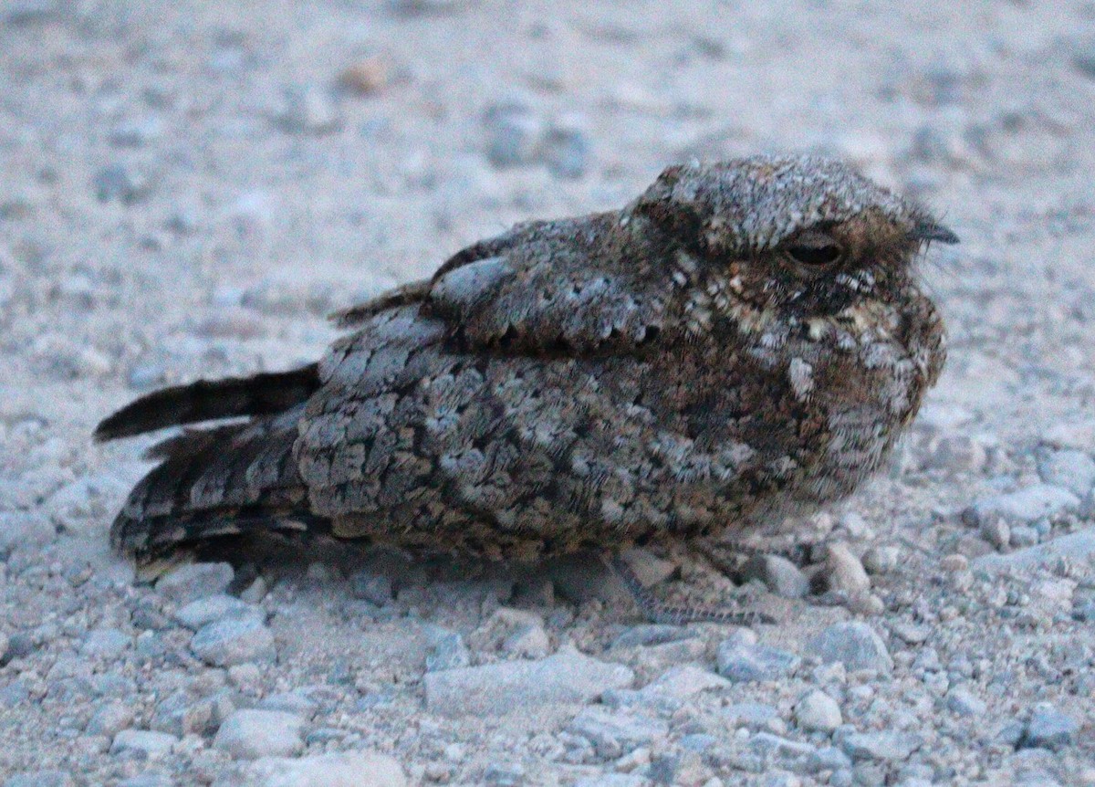 Common Poorwill - ML623782089