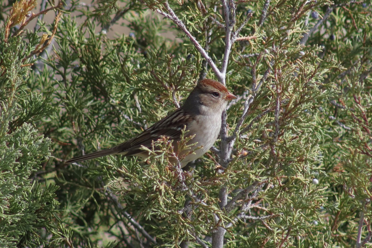 White-crowned Sparrow - ML623782090