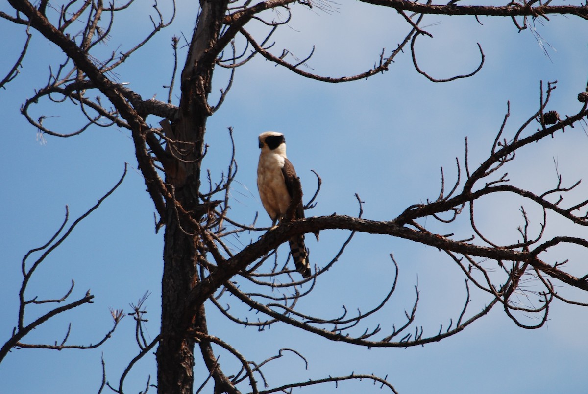 Laughing Falcon - ML623782098