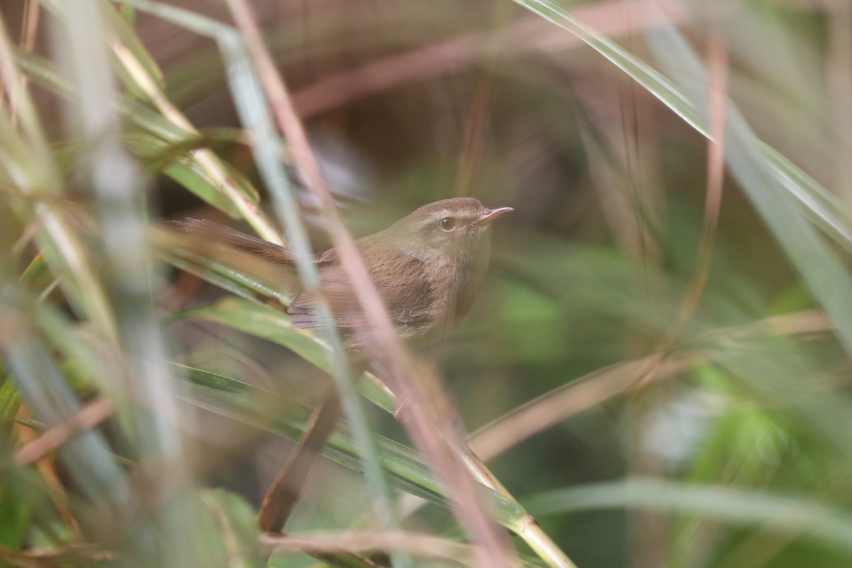 Brownish-flanked Bush Warbler (Taiwan) - ML623782101