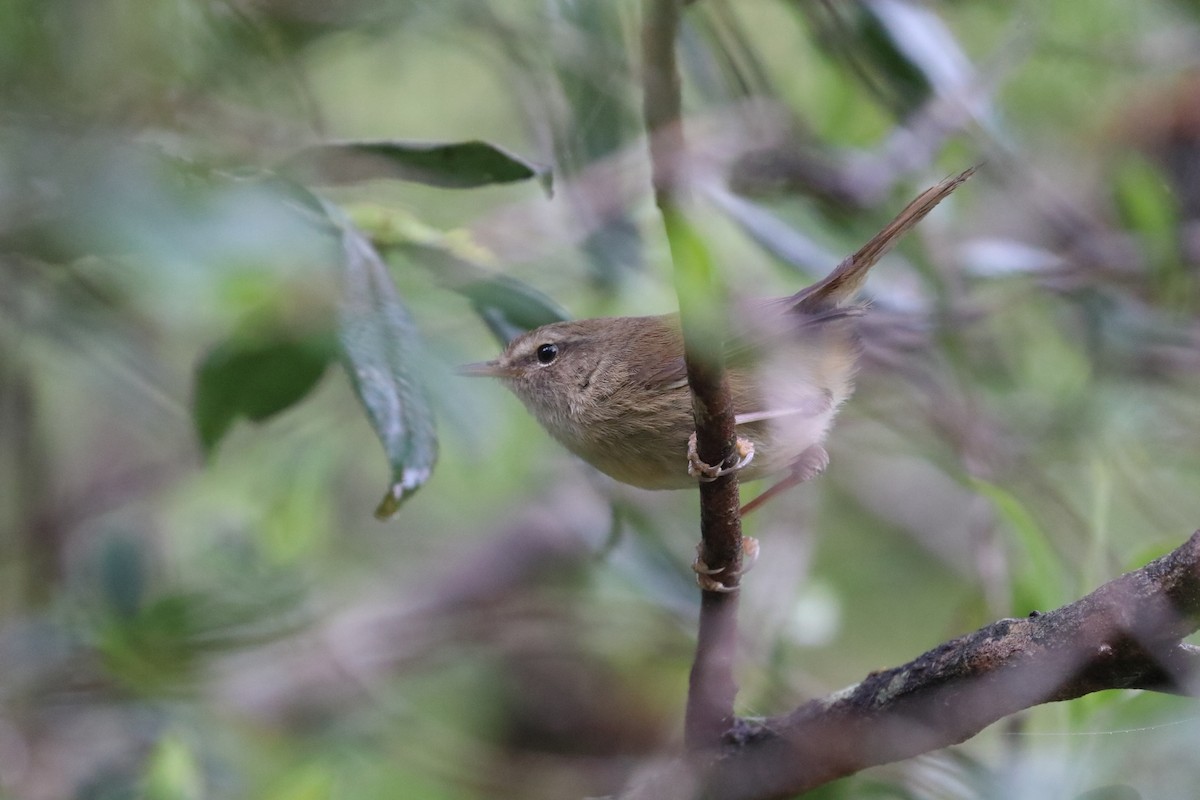 Brownish-flanked Bush Warbler (Taiwan) - ML623782102