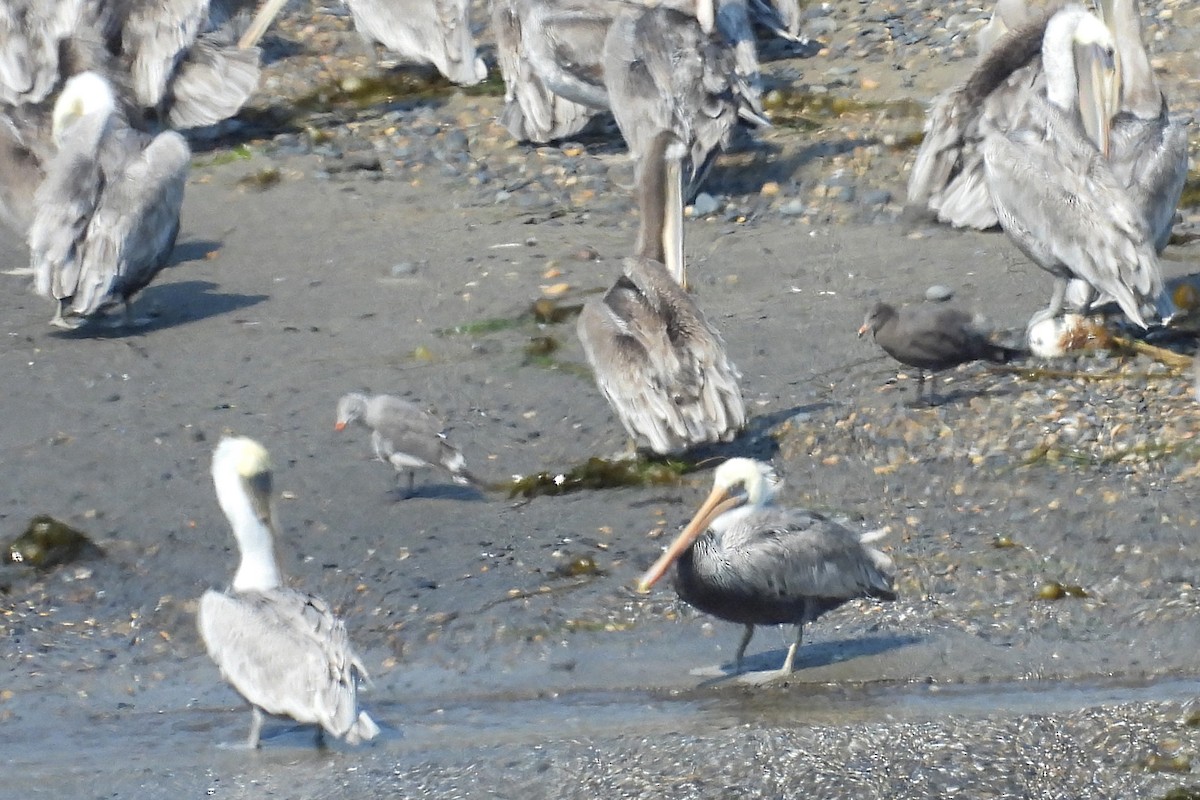 Heermann's Gull - ML623782108