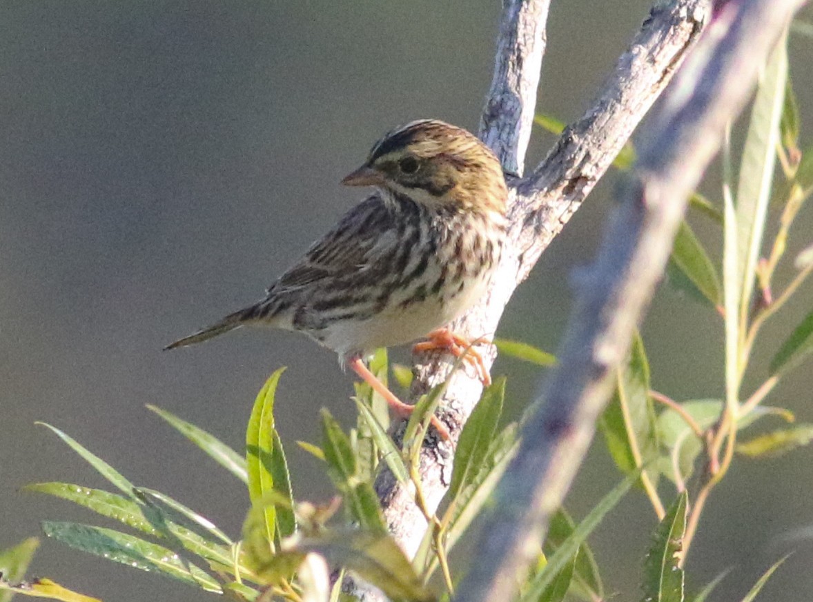 Savannah Sparrow (Savannah) - ML623782112