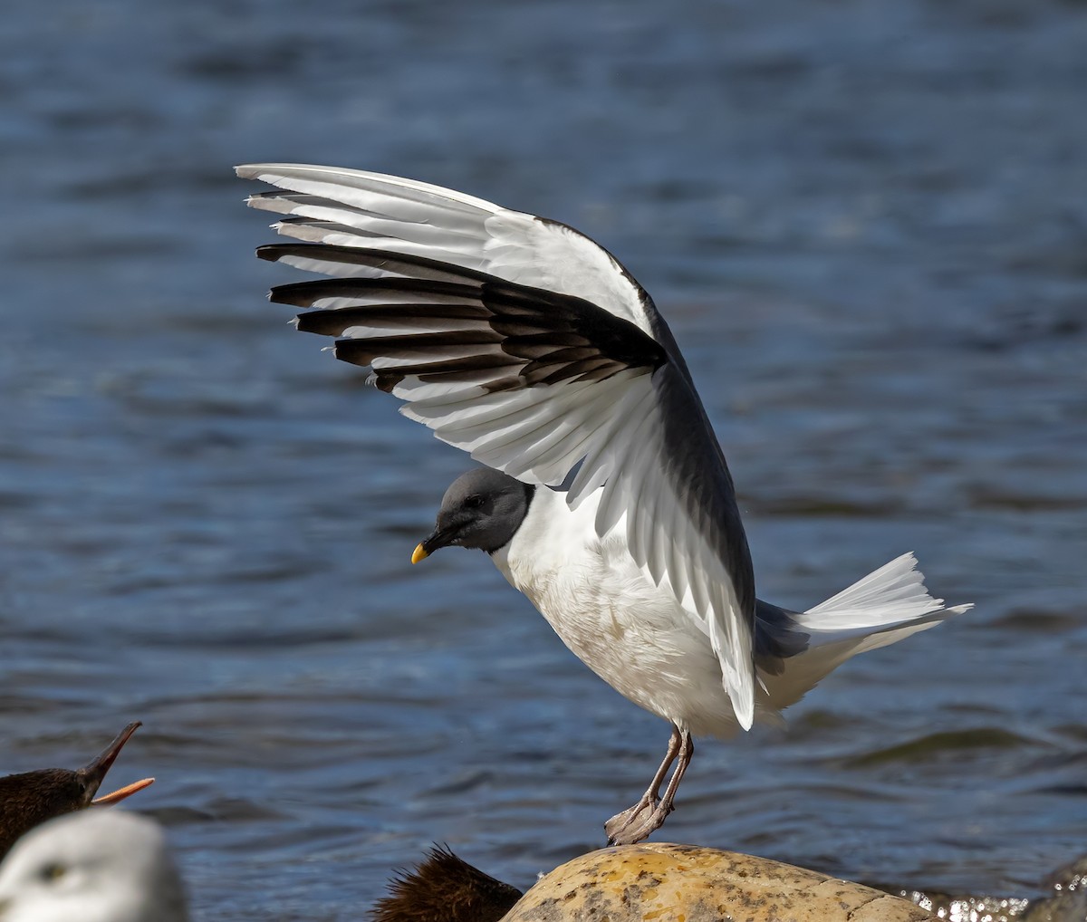 Sabine's Gull - ML623782126